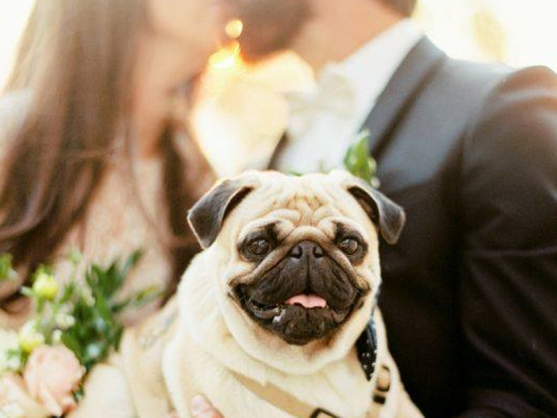 pet-of-honor-wedding-pet-service